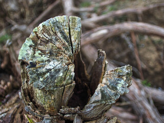 abstract cut tree trunk with lichens