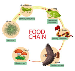 Diagram showing food chain © blueringmedia