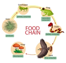 Diagram showing food chain © blueringmedia