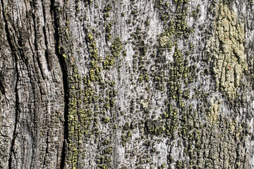 Old wooden fence. Aged texture, material. Beautiful background.