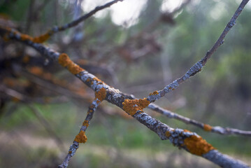 A fragment of a tree trunk covered with orange lichen.