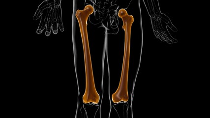 Human skeleton anatomy Femur Bone 3D Rendering © mybox