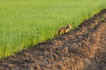 red fox stands on the edge of a wheat field