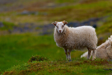 Icelandic sheep.