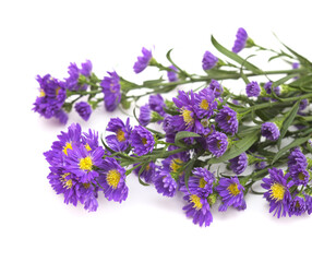 Small purple aster flower inflorescence  isolated on white background


