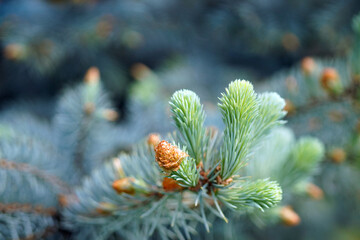The young cones of blue spruce. Springtime background with new spring growth   