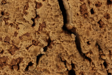 cork natural bark industry macro abstract background cork