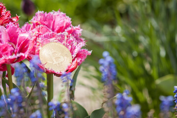 Bitcoin on spring flowers in a garden close-up. Natural outdoor background with copy space. Single gold shining BTC cryptocurrency coin. Environment impact concept