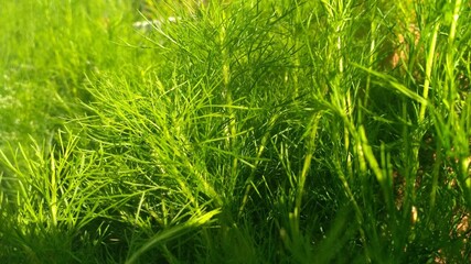 Fototapeta premium green garden
