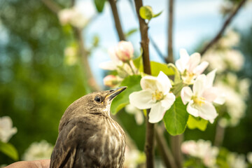 Songbird chick. Down and feathers of a young bird. Russia. Day. Spring.