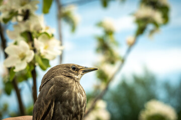 Fototapeta premium Songbird chick. Down and feathers of a young bird. Russia. Day. Spring.