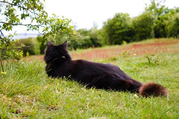 Young black fluffy cat resting in the grass, facing away from camera, with foliage in the background