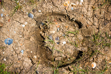 Horseshoe print in the dry ground, close up, top view