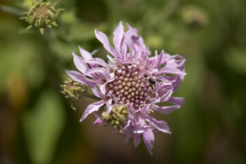 Flora of Gran Canaria - Pterocephalus dumetorus, mountain scabious endemic to the central Canary Islands, natural macro floral background

