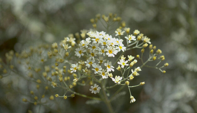 Flora of Gran Canaria -  Tanacetum ptarmiciflorum, silver tansy, plant endemic to the island, natural macro floral background

