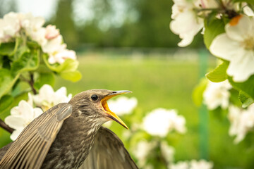 Songbird chick. Down and feathers of a young bird. Russia. Day. Spring.