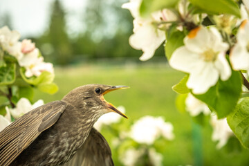 Songbird chick. Down and feathers of a young bird. Russia. Day. Spring.