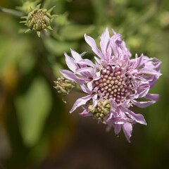 Flora of Gran Canaria - Pterocephalus dumetorus, mountain scabious endemic to the central Canary Islands, natural macro floral background
