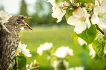 Songbird chick. Down and feathers of a young bird. Russia. Day. Spring.