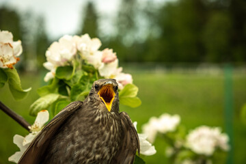 Songbird chick. Down and feathers of a young bird. Russia. Day. Spring.