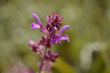 Flora of Gran Canaria - Salvia canariensis, Canary Island sage natural macro floral background

