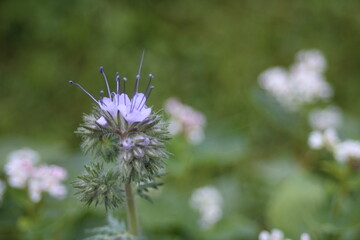 Phacelia close-up in garden