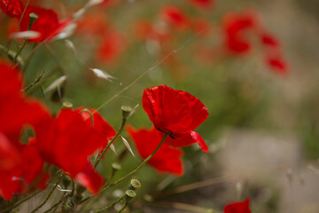 Fototapeta premium Flora of Gran Canaria - Papaver rhoeas, common poppy background