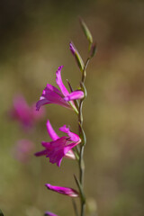 Fototapeta premium Flora of Gran Canaria - Gladiolus italicus, wild gladiolus natural macro floral background