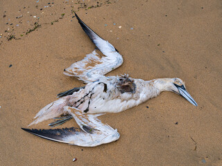 An eviscerated gannet washed up on Bain's Beach in Lerwick, Shetland UK.