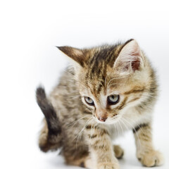 portrait of a one-month-old light brown striped kitten on a white background, shallow depth focus, close up