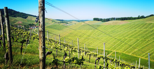 Beautiful landscape background, panorama of vineyards grapevines grapes in the Black Forest Durbach...