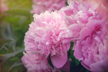  Spring pink peony and fresh tender spring garden