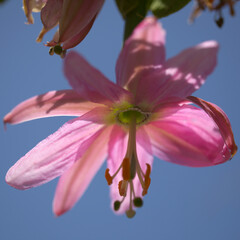 Pink flowers of Passiflora tarminiana, banana passionfruit natural macro floral background
