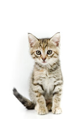 portrait of a one-month-old light brown striped kitten sitting on a white background, shallow depth focus