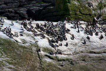 Guillemot on white guano-encrusted rock at Sumburgh Head in South Shetland, UK - taken on a sunny day in spring
