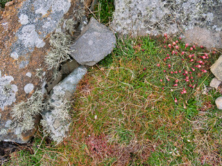 Alpine type wild plants growing against rocks on the Ness of Burgi in south Shetland, UK - taken in spring.