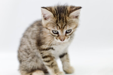 Naklejka na ściany i meble portrait of a one-month-old light brown striped kitten on a white background, shallow depth focus, close up