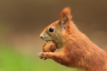 Naklejka na ściany i meble Close up portrait of a cute european red squirrel with a nut. Sciurus vulgaris