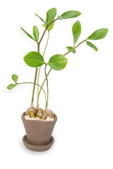 Die cut of Zamioculcas zamifolia on white isolated.