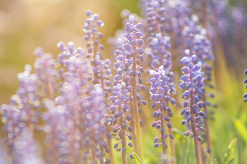 Blue grape hyacinth or Muscari flowers in early Spring, coft focus. Warm gentle floral background