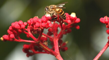 Honey Bee (Apis Cerana) on The Flowers