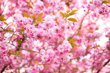 Beautiful cherry blossom sakura in spring time on nature background. Botanical garden concept. Tender bloom. Aroma and fragrance. Spring season. Tenderness. Branch of sakura. Perfumery concept.