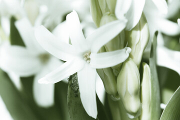 Obraz premium White hyacinth in full spring bloom