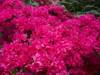 Pink flowers on a bush