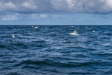 Fototapeta premium Gannet seabirds, Morus Bassanus, flying and floating over blue waters of Atlantic Ocean near their habitat on Skellig islands, Ring of Kerry, Ireland