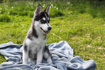 siberian husky puppy