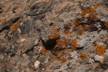 Bright yellow orange Caloplaca marina aka Orange Sea Lichen on rock, recent rains revived the vegetative body, natural macro background
