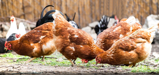 Rooster and chickens in the farmyard