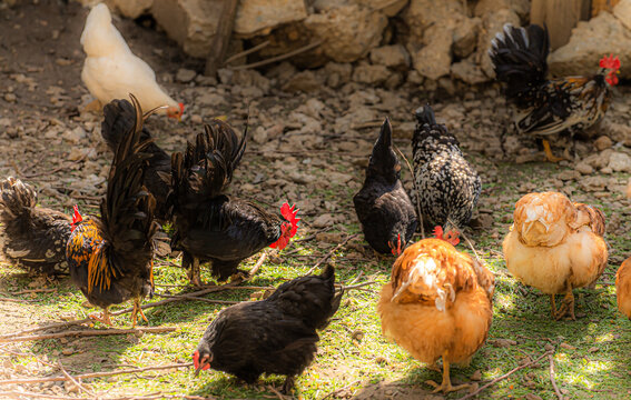 Rooster and chickens in the farmyard