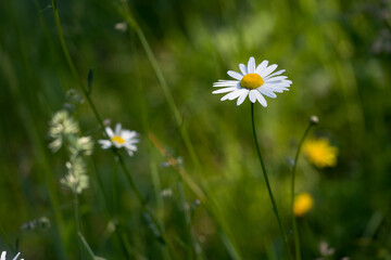 Wildblumenwiese